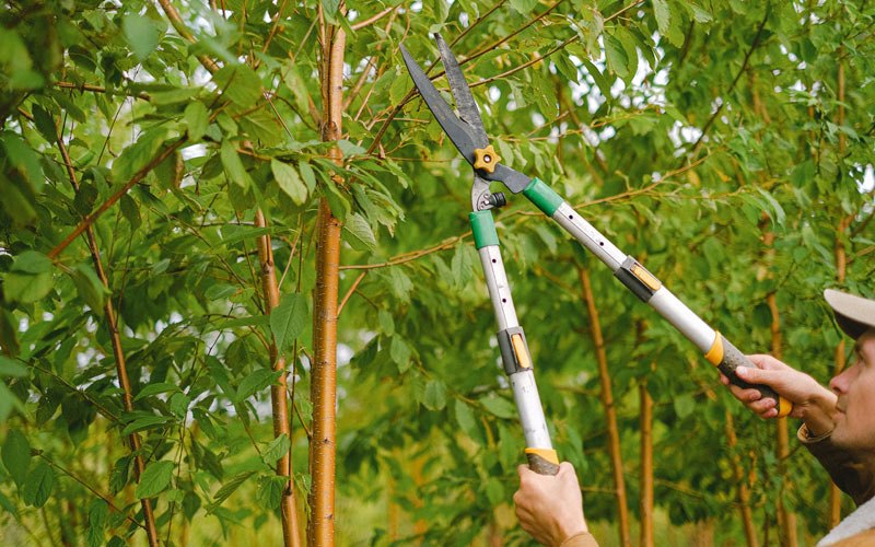 Tree trimming in Hopkinton, IA